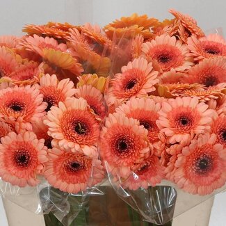 Freshy Germini Aqua “Oreo” | Kleur: Oranje | Lengte ± 50 centimeter | Per 20 verse bloemen