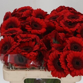 Freshy Germini Aqua “Red Ruby” | Kleur: Rood | Lengte ± 50 centimeter | Per 20 verse bloemen