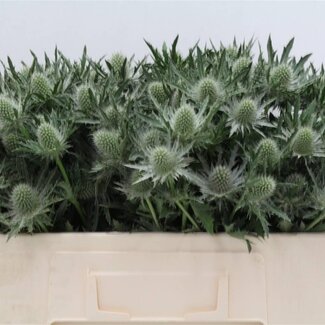 Freshy Eryngium Kruisdistel “Gemini Questar” | Kleur: Grijs | Lengte ± 50 centimeter | Per 10 stelen verse bloemen