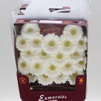 Freshy Gerbera Mi Aqua “Albino” | Kleur: Wit | Lengte ± 45 centimeter | Per 20 verse bloemen