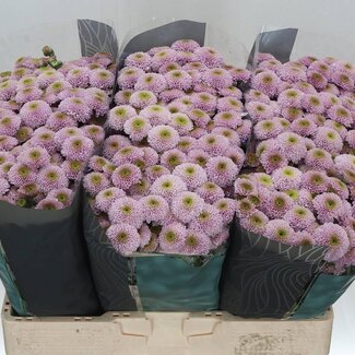 Freshy Chrysant santini Doria Pink