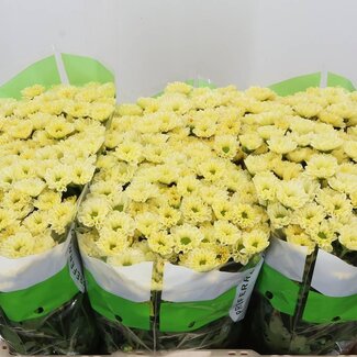 Freshy Chrysanthemum Chrysant Santini “Rossi Cream” | Kleur: Geel | Lengte ± 55 centimeter | Per 25 stelen verse bloemen