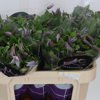 Freshy Clematis Bosrank “Star River” | Kleur: Blauw | Lengte ± 70 centimeter | Per 10 stelen verse bloemen