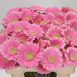 Freshy Germini Aqua “Rosamunde” | Kleur: Roze | Lengte ± 50 centimeter | Per 20 verse bloemen