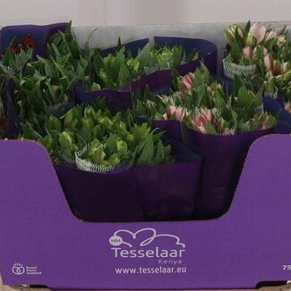 Freshy Alstroemeria Gemengd Import | Kleur: Gemengde Kleuren | Lengte ± 75 centimeter | Per 30 stelen verse bloemen