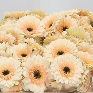 Freshy Germini Aqua “Cafe” | Farbe: Rosa | Länge ± 50 centimeter | Pro 20 frische Blumen