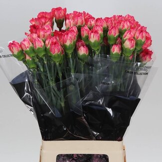 Freshy Anjer Lang Spritz