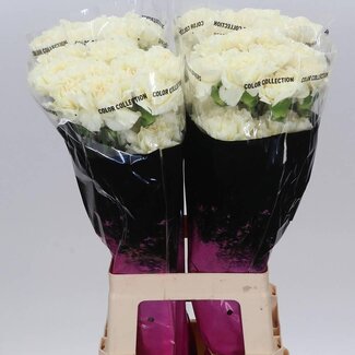 Freshy Anjer Lang Diletta Crema