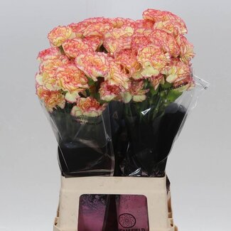 Freshy Lange Nelke “Gelb Viana” | Farbe: Gelb Rosa | Länge ± 70 centimeter | Pro 20 frische Blumen