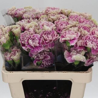 Freshy Kurze Nelke “Antiqua” | Farbe: Grün | Länge ± 55 centimeter | Pro 20 frische Blumen