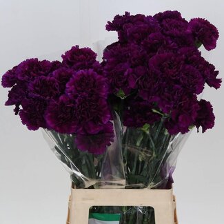 Freshy Lange Anjer Fl “Moontea” | Kleur: Paars | Lengte ± 70 centimeter | Per 20 verse bloemen