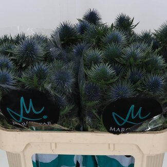 Freshy Eryngium Chardon “Magnetar Qstar” | Couleur: Bleu | Longueur ± 70 centimeter | Par 10 tiges fleurs fraîches