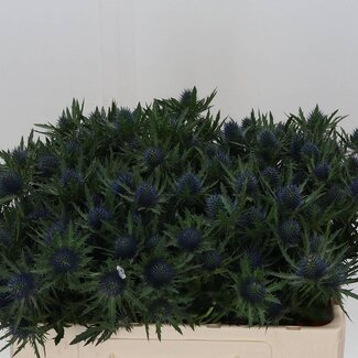 Freshy Eryngium Kruisdistel “Aquarius Qstar” | Kleur: Blauw | Lengte ± 50 centimeter | Per 10 stelen verse bloemen