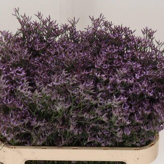 Freshy Limonium Safora “Lilac” | Kleur: Paars | Lengte ± 80 centimeter | Per 25 stelen verse bloemen