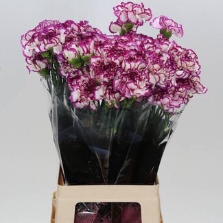 Freshy Lange Anjer “Kino” | Kleur: Wit Paars | Lengte ± 70 centimeter | Per 20 verse bloemen