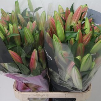 Freshy Lelie Oriental Aqua x Trompet Lelie “Tabledance” | Kleur: Roze | Lengte ± 95 centimeter | Per 10 stelen verse bloemen