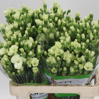 Freshy Trosanjer “Solomio Bern” | Enkelbloemig | Kleur: Groen | Lengte ± 60 centimeter | Per 20 verse bloemen