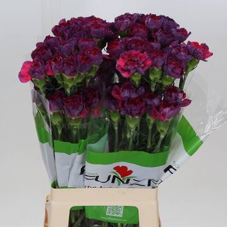 Freshy Lange Anjer “Tatis” | Kleur: Gemengde Kleuren | Lengte ± 70 centimeter | Per 20 verse bloemen