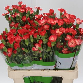 Freshy Trosanjer “Solomio Lala Cult” | Enkelbloemig | Kleur: Gemengde Kleuren | Lengte ± 60 centimeter | Per 20 verse bloemen