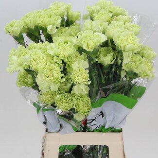 Freshy Lange Anjer Funza “Emerald Green” | Kleur: Gemengde Kleuren | Lengte ± 70 centimeter | Per 20 verse bloemen