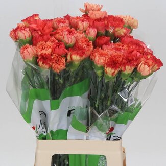 Freshy Lange Anjer Funza “Rainbow Orange” | Kleur: Gemengde Kleuren | Lengte ± 70 centimeter | Per 20 verse bloemen