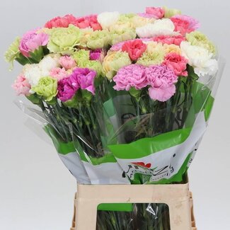 Freshy Lange Anjer Funza “Rainbow Pastel” | Kleur: Gemengde Kleuren | Lengte ± 70 centimeter | Per 20 verse bloemen