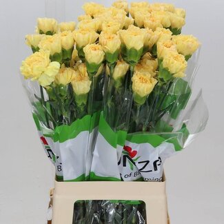 Freshy Lange Anjer Funza “Golden Gate” | Kleur: Geel | Lengte ± 70 centimeter | Per 20 verse bloemen