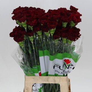 Freshy Lange Anjer Funza “Zurigo” | Kleur: Rood | Lengte ± 70 centimeter | Per 20 verse bloemen
