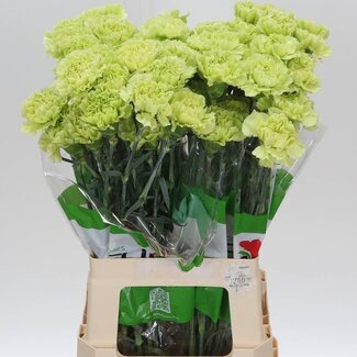 Freshy Lange Anjer Funza “Marty” | Kleur: Gemengde Kleuren | Lengte ± 70 centimeter | Per 20 verse bloemen