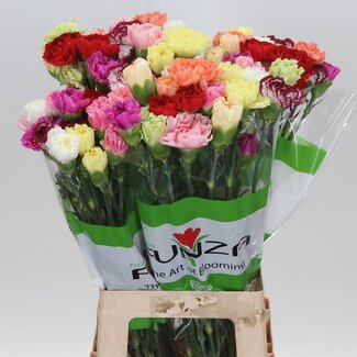 Freshy Anjer Funza Lang Rainbow Mix