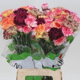 Freshy Lange Anjer Funza “Rainbow Stripe” | Kleur: Gemengde Kleuren | Lengte ± 70 centimeter | Per 20 verse bloemen