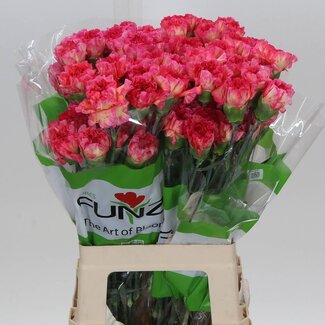 Freshy Lange Anjer “Nobbio Frenzy” | Kleur: Gemengde Kleuren | Lengte ± 70 centimeter | Per 20 verse bloemen