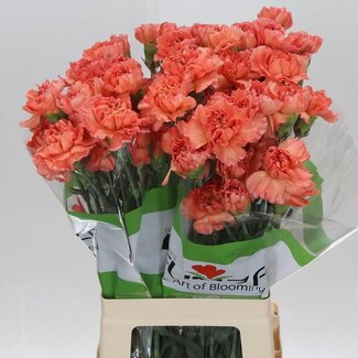 Freshy Lange Anjer Funza “Mandarin” | Kleur: Oranje | Lengte ± 70 centimeter | Per 20 verse bloemen
