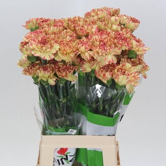 Freshy Lange Anjer Funza “Salamandra” | Kleur: Gemengde Kleuren | Lengte ± 70 centimeter | Per 20 verse bloemen