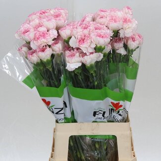 Freshy Lange Anjer Funza “Pastel Damascus” | Kleur: Wit Roze | Lengte ± 70 centimeter | Per 20 verse bloemen