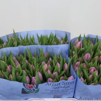 Freshy Enkelbloemige Tulp “Candy Prince” | Kleur: Paars | Lengte ± 36 centimeter | Per 50 verse bloemen