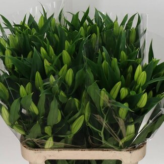 Freshy Lelie Oriental Aqua “Signum” | Kleur: Wit | Lengte ± 85 centimeter | Per 10 stelen verse bloemen