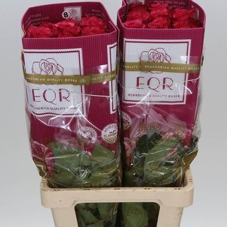 Freshy Grootbloemige Roos “Lola” | Kleur: Roze | Lengte ± 60 centimeter | Herkomst Ecuador | Per 25 verse bloemen