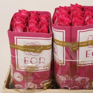 Freshy Großblütige Rose “Topaz” | Farbe: Rosa | Länge ± 50 centimeter | Herkunft Ecuador | Pro 25 frische Blumen
