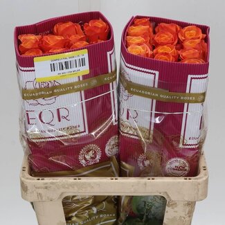 Freshy Grootbloemige Roos “Confidential” | Kleur: Oranje | Lengte ± 50 centimeter | Herkomst Ecuador | Per 25 verse bloemen