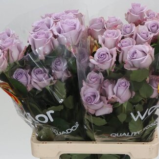 Freshy Large-flowered Rose “Ocean Song” | Colour: Purple | Length ± 60 centimetre | Origin Ecuador | Per 25 fresh flowers