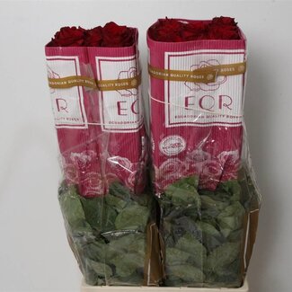 Freshy Grootbloemige Roos “Explorer” | Kleur: Rood | Lengte ± 80 centimeter | Herkomst Ecuador | Per 25 verse bloemen