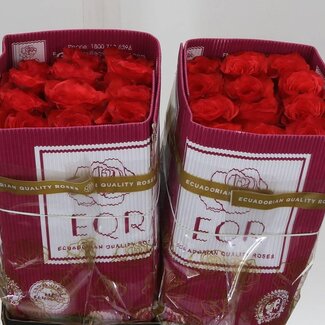 Freshy Grootbloemige Roos “Bromo” | Kleur: Rood | Lengte ± 40 centimeter | Herkomst Ecuador | Per 25 verse bloemen