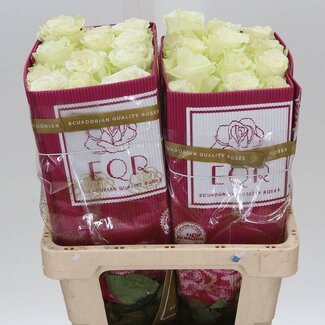 Freshy Grootbloemige Roos “Mia” | Kleur: Wit | Lengte ± 40 centimeter | Herkomst Ecuador | Per 25 verse bloemen