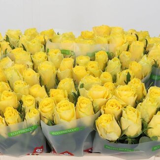 Freshy Rosa Good Times