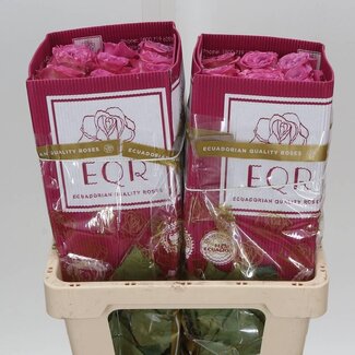 Freshy Grootbloemige Roos “Queens Crown” | Kleur: Roze | Lengte ± 50 centimeter | Herkomst Ecuador | Per 25 verse bloemen