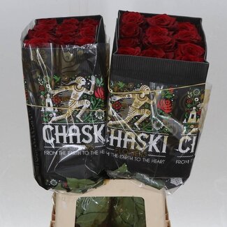 Freshy Grootbloemige Roos “Explorer” | Kleur: Rood | Lengte ± 60 centimeter | Herkomst Ecuador | Per 25 verse bloemen