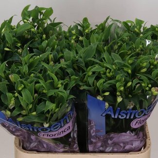 Freshy Alstroemeria Fl Joy Ride