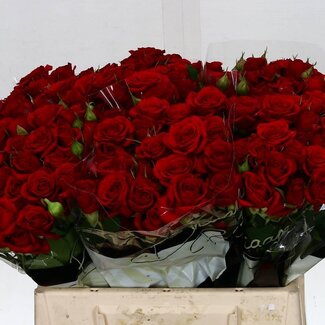 Freshy Trosroos “Mirabel” | Kleur: Rood | Lengte ± 40 centimeter | Per 20 verse bloemen