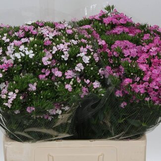 Freshy Duizendschoon Dianthus Barbatus “Am Rose” | Kleur: Roze | Lengte ± 60 centimeter | Per 50 stelen verse bloemen